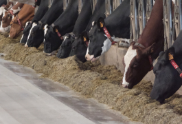 Vaches en étable en train de manger