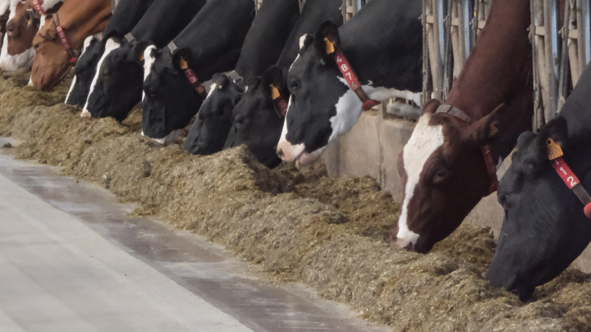 Vaches en étable en train de manger